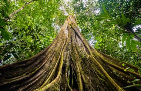 The Living Planet Act Petition