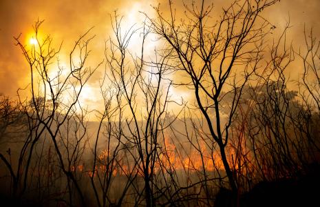 The living planet act