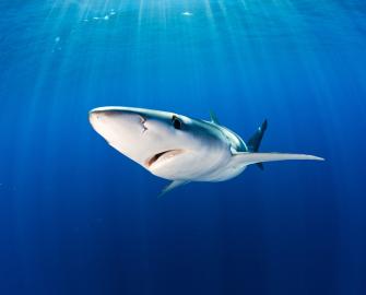 Top 10 facts about Sharks