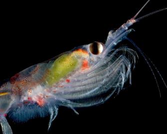 Top 10 facts about Antarctic krill