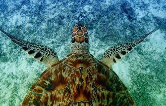 Turtle swimming in clear blue water