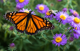 Monarch butterfly