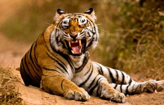 Tiger growling