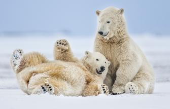 Two polar bears playing