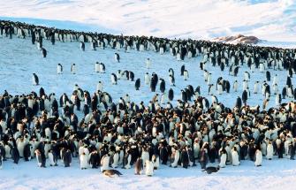 Emperor penguins