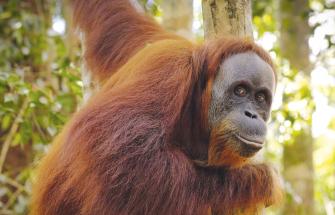 Orangutan smiling