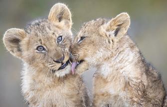 Two lion cubs grooming