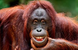 Orangutan smiling