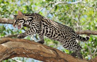 Ocelot stalking