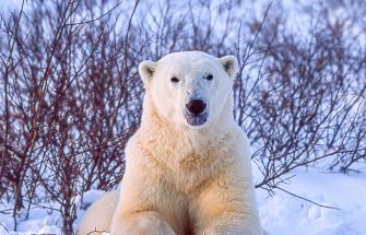 cold encounter with polar bear