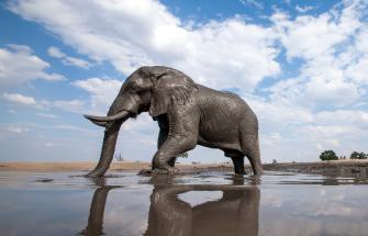 elephant taking a muddy bath