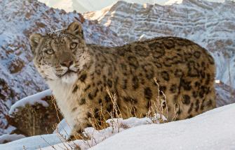 Snow leopard