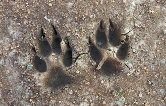 Kangaroo footprints