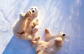 Two polar bears lying on their backs in the snow