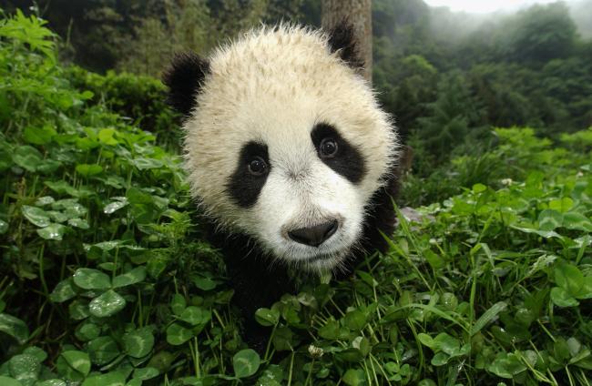 Bamboo Snacks and Other Giant Panda Bear Facts