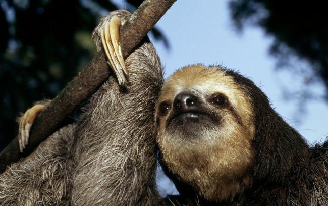 Top 10 Facts About Sloths Wwf 