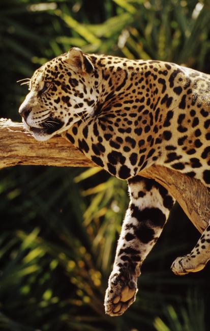 Jaguars | WWF