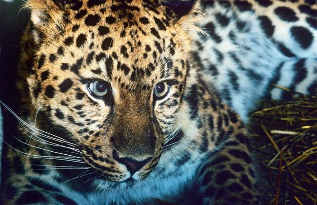 Top 10 facts about Amur Leopards