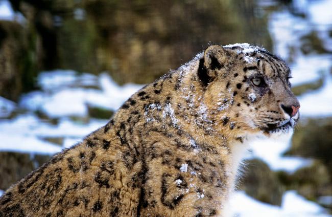 White snow 2025 leopard coat