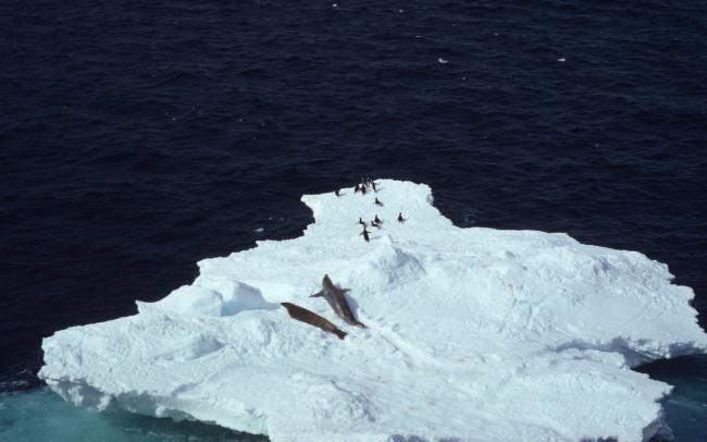 Lobodon carcinophagus & Pygoscelis adeliae Crabeater seal & Adelie penguin Several on an iceberg Antarctica