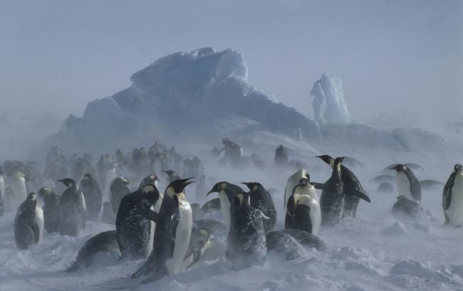 Top 10 Facts About Emperor Penguins | WWF