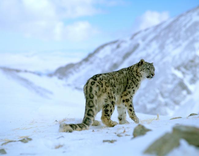 Snow leopard (Panthera uncia)