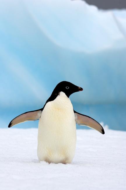 Adelie penguin (Pygoscelis Adeliae) on glacial ice along the western Antarctic Peninsula, Southern Ocean