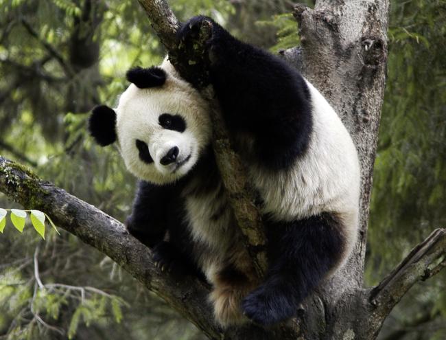 Panda Fact Sheet, Blog, Nature