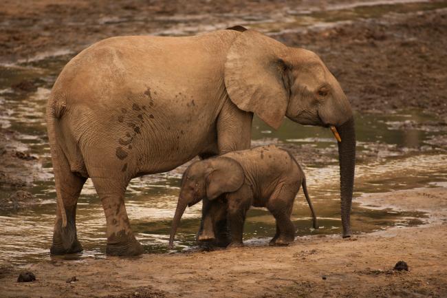 research on endangered species