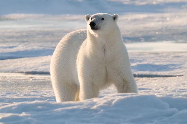 10 facts about polar bears!