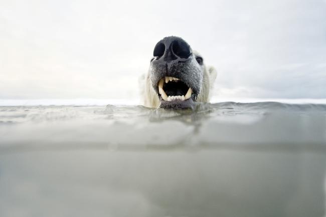 Polar bear swimming