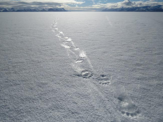 Polar bear footprints