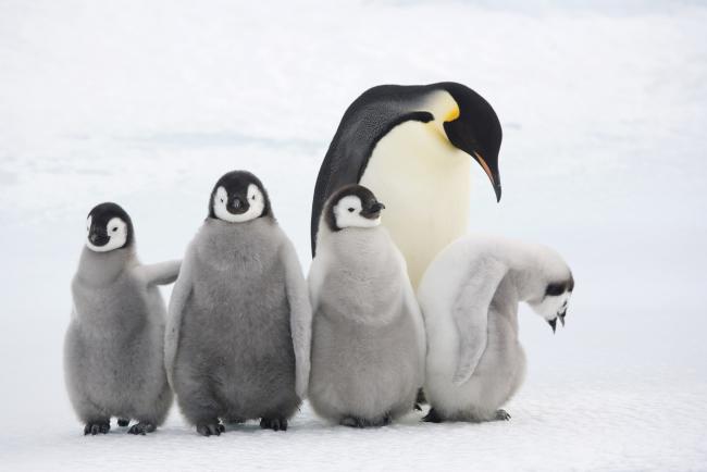 10 Fun Facts About Penguins