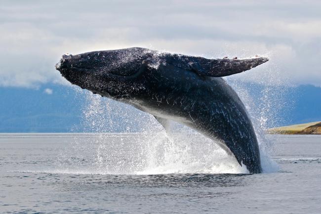 blue whales breaching