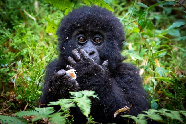 mountain gorilla baby