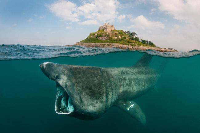 Basking shark off St Michael's Mount, Cornwall