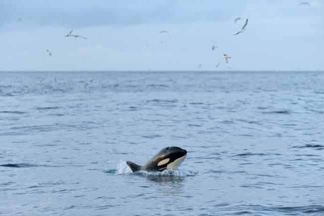 sea temperatures are having drastic impacts on Scottish ocean wildlife