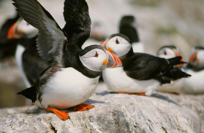 Puffins are an Amber List species 