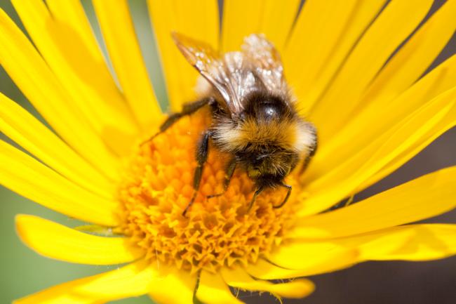 The Great yellow Bumblebee has declined 80% in the last century