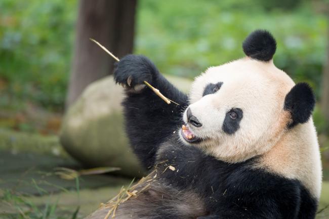 My panda is super slow when he is on his legs, and he walks upside