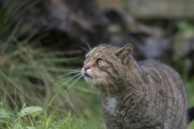 The wildcat is one of the UK’s most endangered mammals