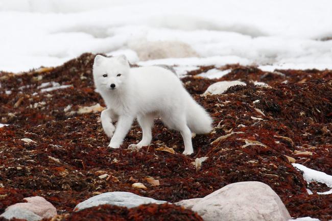 Arctic Foxes Face the Consequences of Climate Change