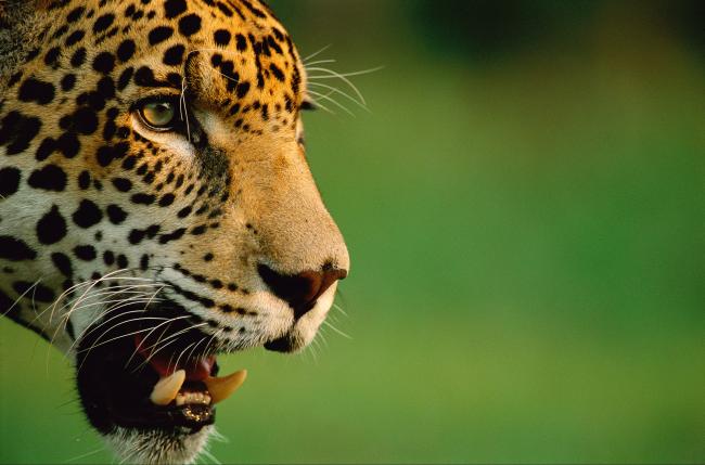 Here are our top 10 facts about Jaguars