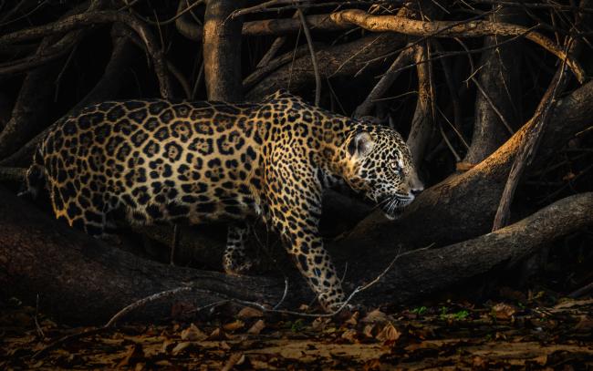 Here are our top 10 facts about Jaguars