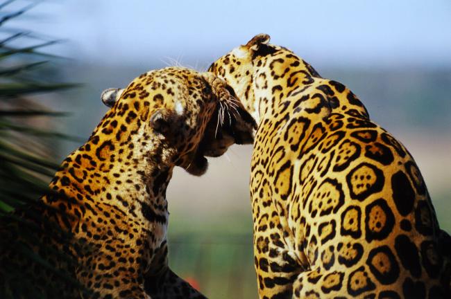 Jaguar animal facts: habitat, diet & threats