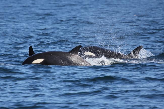 Orca, Canada