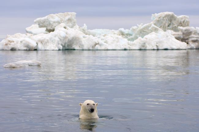 11 Arctic Species Affected By Climate Change | WWF