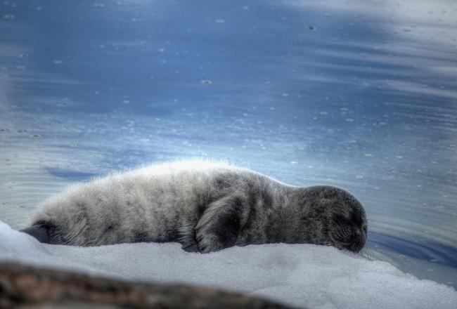 11 Arctic Species Affected By Climate Change | WWF