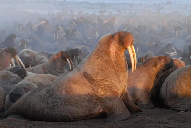 Male Pacific Walrus