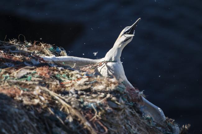 A northern gannet bird is entangled in a nest of discarded old rope and plastic